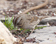Lincolns Sparrow 7853